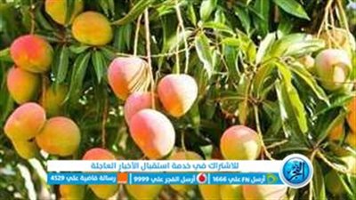 غدًا.. انطلاق مهرجان المانجو بالسويس