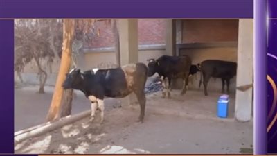 البحوث الزراعية: خدمات القوافل البيطرية مجانية 100% (فيديو)