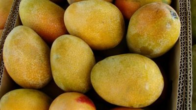 العويسي بـ 20 جنيه.. قائمة بأسعار المانجو اليوم بسوق العبور 