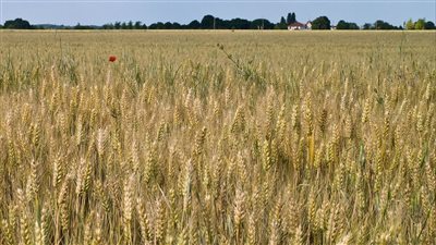 مستشار بوتين السابق يكشف من وراء أزمة الحبوب