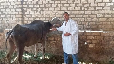 تحصين 24 ألف رأس ماشية ضد الحمى القلاعية والوادي المتصدع بقنا