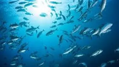 بحث عن السمك فـ