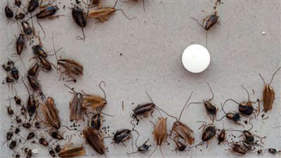 الصحة تقدم نصائح للتخلص من الحشرات بالتزامن مع ارتفاع درجات الحرارة (فيديو)