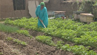 البنك الزراعي المصري يطلق خطة شاملة لدعم الفلاح