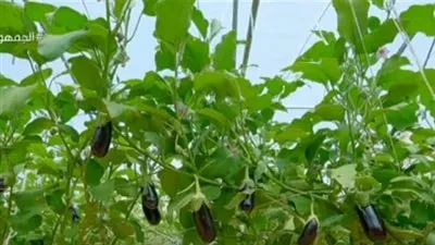 أحمد موسى مهاجما إعلام الإرهابية: البطيخة من صوب محمد نجيب قد دماغ الواد ترتر