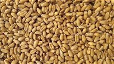 أستاذ اقتصاد زراعي يكشف تداعيات انسحاب روسيا من اتفاقية الحبوب