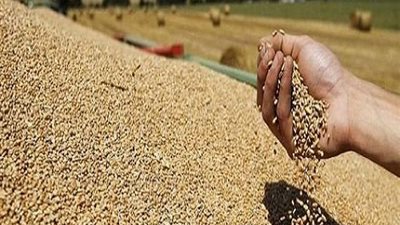 يرتفع ل 250 دولار للطن.. أسعار القمح الروسي تواصل مكاسبها الأسبوعية