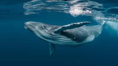 حدث نادر.. حوت أحدب يقف على رأسه في المحيط فما السر؟ (فيديو)