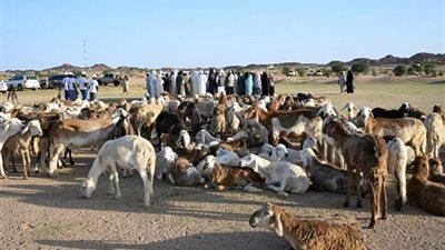 الإمارات توزع 200 رأس ماشية على الأهالي الأكثر احتياجًا في تشاد