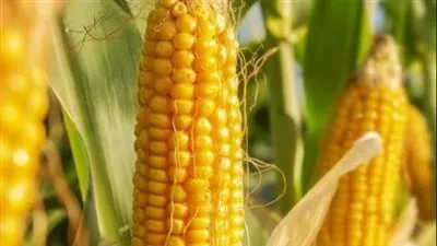 ارتفاع أسعار الذرة في بداية التعاملات 