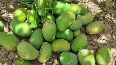 مستشار وزير الزراعة يكشف تداعيات التغيرات المناخية على مصر