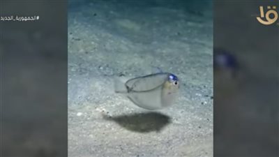 معهد علوم البحار عن السمك الشفاف: 