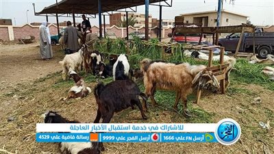 تحصين 103 ألف رأس ماشية ببني سويف ضد الحمى القلاعية والوادي المتصدع