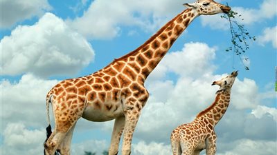 ولادة نادرة لزرافة بدون بقع على جلدها.. هل مصابة بمرض معين؟ | صورة