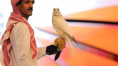 بيع أغلى صقر في النسخة الثالثة للمزاد الدولي لمزارع إنتاج الصقور بـ550 ألف ريال