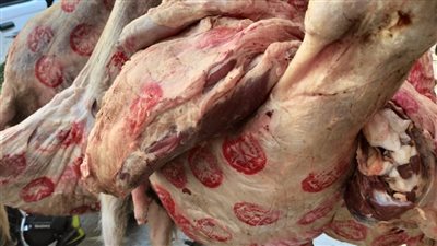 محافظة الجيزة تضبط 4.65 طن مقطعات دواجن ولحوم غير صالحة