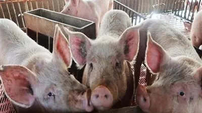 كل ما تريد معرفته عن حمى الخنازير الأفريقية