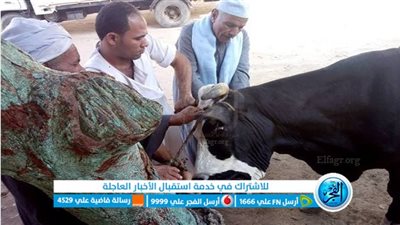 تحصين 109 آلاف رأس ماشية ضد الحمى القلاعية والوادي المتصدع ببني سويف