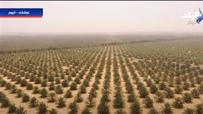 أحمد موسى: مفيش عندنا نقص من الخضار والفاكهة في السوق المحلي.. وبنصدر الفائض