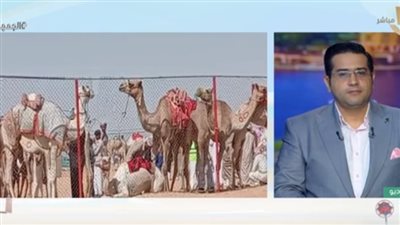 الاتحاد المصري لسابقات الهجن: المسابقات تساهم في حفظ ثقافة المجتمع البدوي (فيديو)