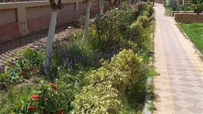 محافظ المنوفية يتابع استعدادات المدارس لاستقبال العام الدراسي الجديد 