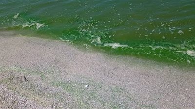 بعد تحول لونه للأخضر..رئيس حماية الشواطئ السابق يكشف السبب الرئيس لغلق الشواطئ 