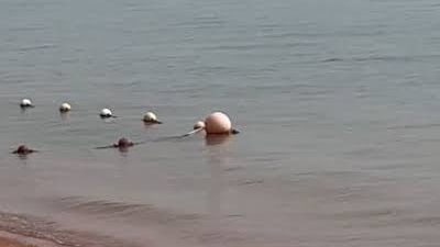 بيان عاجل من وزارة البيئة بشأن ظهور سمكة قرش في دهب