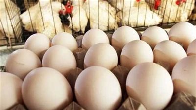 أسعار الدواجن والبيض اليوم الثلاثاء 5-11-2023 في الدقهلية 