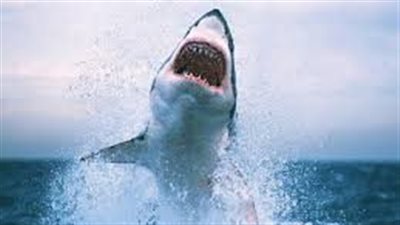 << بتر الذراع الأيسر بالكامل >> لإحدى السيدات بعد تعرضها لهجوم سمكة قرش بمدينة دهب ووزارة الصحة تكشف عن هوية ضحية الهجوم 