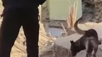 قدراته استثنائية.. كلب مغربي ينقذ 10 أشخاص تحت أنقاض الزلزال