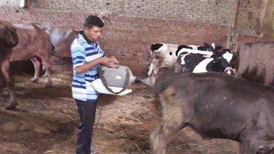 رش وتجريع 2000 رأس ماشية بقافلة بيطرية مجانية في ناهيا بالجيزة