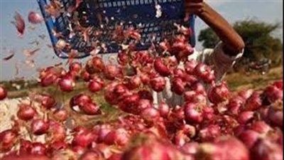 عاجل | انفراجة قريبة في أسعار البصل خلال الأيام القادمة.. تفاصيل