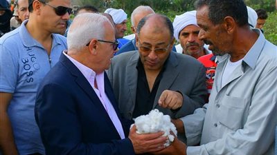 زراعة 2686 فدانا من القطن في بورسعيد