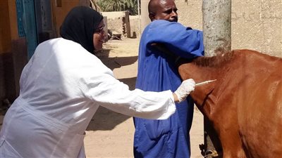  محافظ أسوان يشيد بالطب البيطري في التحصين بلقاحي الحمى القلاعية والوادي المتصدع