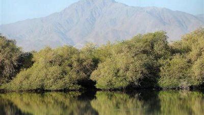 الإمارات تحاول إعادتها لقلب النظام البيئي العالمي.. ما هي شجرة 