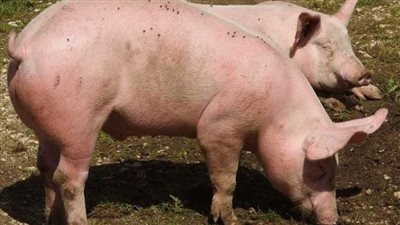 إيطاليا تعدم نحو 34 ألف خنزير لمكافحة حمى الخنازير الإفريقية