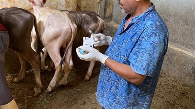 محافظة الجيزة: انطلاق الحملة القومية للتحصين ضد مرض طاعون المجترات الصغيرة