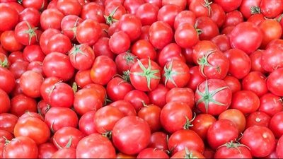 الطماطم من 5 إلى 10 جنيهات.. تعرف على أسعار الخضروات اليوم السبت 30-9-2023