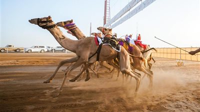 تتويج الفائزين بأشواط كأس الاتحاد السعودي للهجن بنجران
