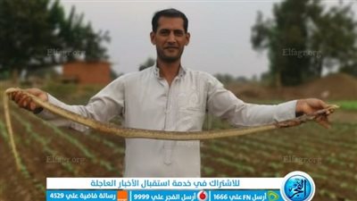 شاهد.. شاب يصطاد ثعبان يزيد عن 170 سم بالأراضي الزراعية في المنوفية (فيديو)