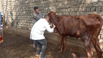 رش وتجريع 1896 رأس ماشية خلال قافلة بيطرية مجانية بالجيزة (صور)