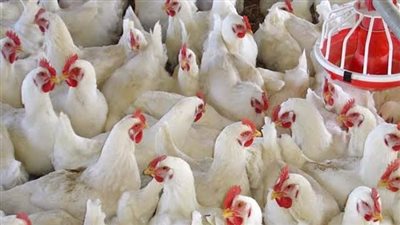 أسعار الدواجن والبيض اليوم السبت في محافظة الغربية 