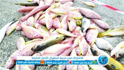 البلطي بـ 70 جنيه.. أسعار السمك والمأكولات البحرية اليوم الأحد 22 أكتوبر 2023 بالأسواق