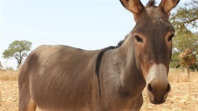 بسبب حمار.. مقتل شاب على يد ثلاثة أشخاص في المحلة الكبرى (تفاصيل)