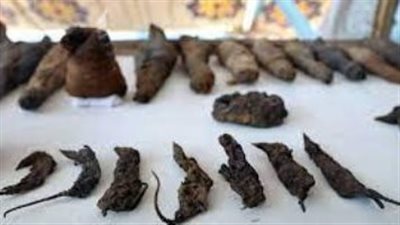 ألغاز علمية تحير العلماء.. اكتشاف 13 فأرا محنطا في براكين بجبال الأنديز