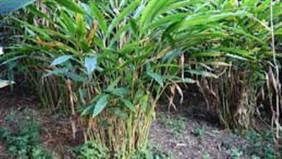 استخدم على مدار 4000 سنة.. ما هو الهيل وما هي فوائده؟