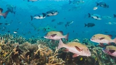 اتفاقية برشلونة.. تفاصيل مؤتمر الأطراف الرابع والعشرين لاتفاقية حماية بيئة البحر المتوسط