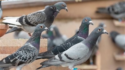 تربية الحمام.. مشروع يوفر فرصة للدخل والاستدامة الاقتصادية