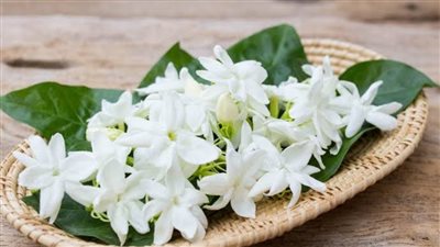 لتعطير الجو.. طريقة زرع الفل والياسمين في المنزل