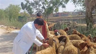 بيطرى الشرقية ينتهي من تحصين أكثر من 113 ألف رأس أغنام وماعز ضد مرض طاعون المجترات